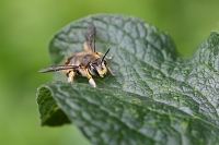 grote wolbij (Anthidium manicatum) 6-2019 9782